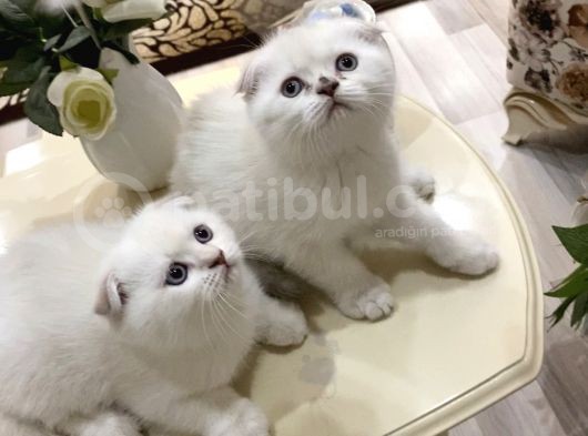 3 Erkek 1 Dişi Ayı Surat Bebekler görsel