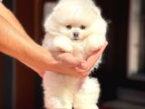 Ayı Surat Pomeranian Boo Yavrularımız