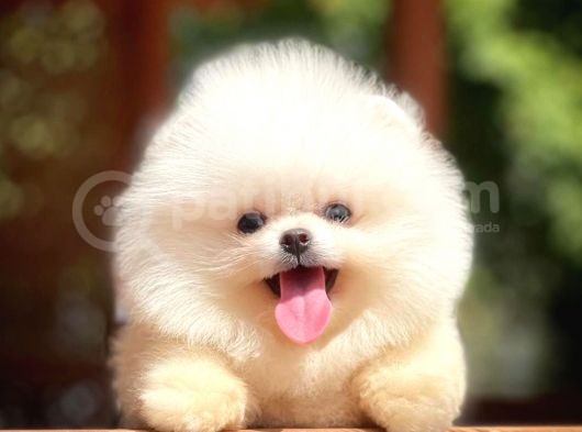 Ayı Surat Pomeranian Boo Yavrularımız