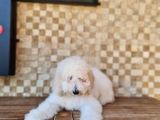 Giant Poodle Yavrularımız