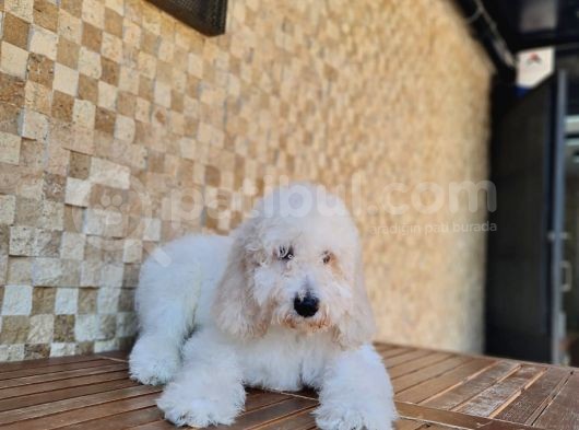Giant Poodle Yavrularımız görsel