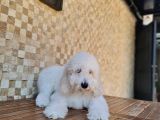 Standart (Dev) Poodle Yavru