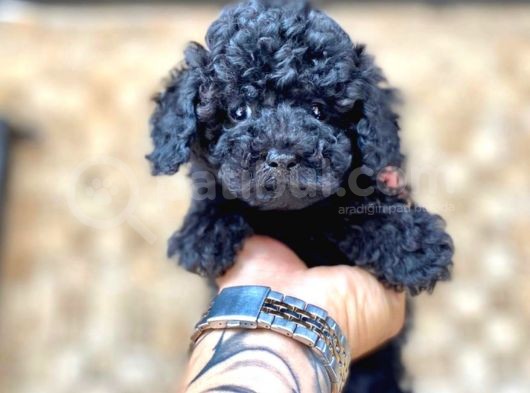Black Toy Poodle Yavrular