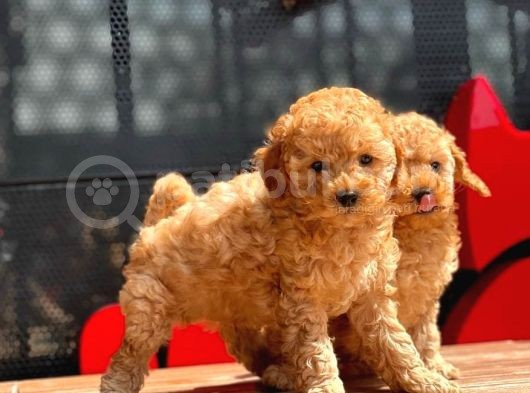 Toy Poodle Yavrular