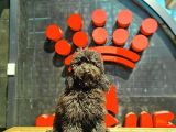 Black Toy Poodle Yavrular