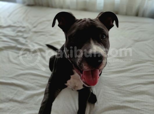 Saf Kan Pitbull görsel