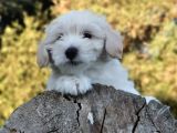 Yakışıklı Oğlum Maltipoo