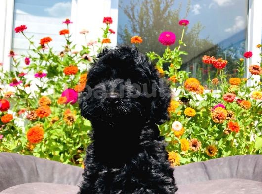 Black Toy Poodle Yavrumuz görsel