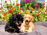 Red Ve Black Tan Malti̇poo Yavrularımız