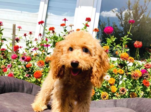 Yetişkin Toy Poodle Yavrularımız görsel