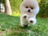 Ayı Surat Pomeranian Boo Yavrularımız