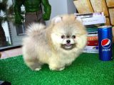 Ayı Surat Pomeranian Boo Yavrularımız