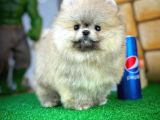 Ayı Surat Pomeranian Boo Yavrularımız