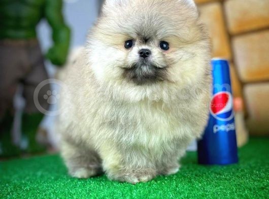 Ayı Surat Pomeranian Boo Yavrularımız görsel