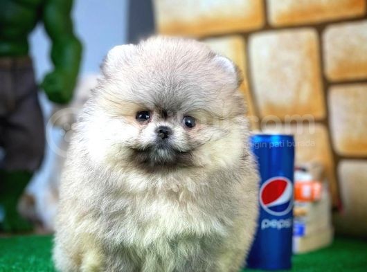 Ayı Surat Pomeranian Boo Yavrularımız görsel
