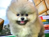 Ayı Surat Pomeranian Boo Yavrularımız