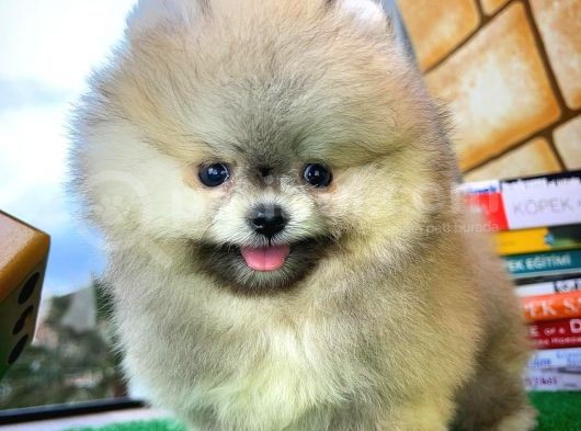 Ayı Surat Pomeranian Boo Yavrularımız görsel