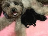 Toy Poodle Yavrular