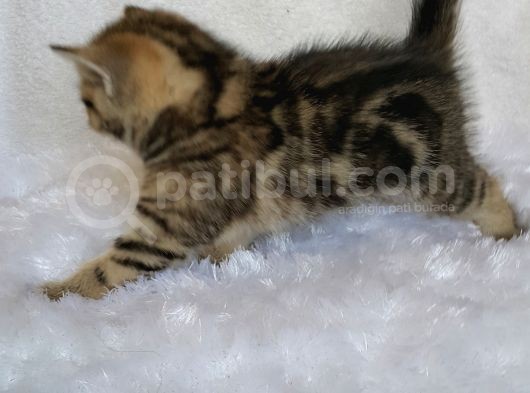 Britişh Shorthair Full Üretim Secereli Dişi Mermer görsel