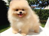 Safkan Pomeranian Boo Yavrularımız