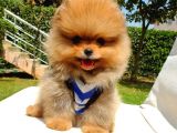 Safkan Pomeranian Boo Yavrularımız