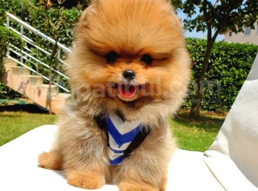 Safkan Pomeranian Boo Yavrularımız görsel