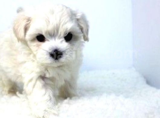 Mini Boy Maltese Yavrular görsel