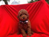 Red Brown Toy Poodle Yavrular