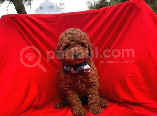 Red Brown Toy Poodle Yavrular görsel