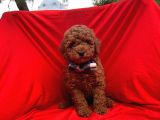 Red Brown Toy Poodle Yavrular