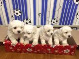 Maltese Terrier Yavrular