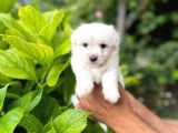 Sevimli Maltese Terrier