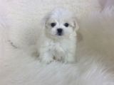 Mini Boy Maltese Yavrular