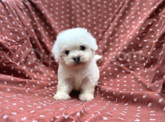 Maltese Terrier Yavrular görsel