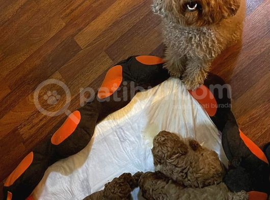 Toy Poodle Yavrular