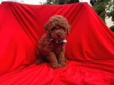 Red Brown Toy Poodle Yavrular
