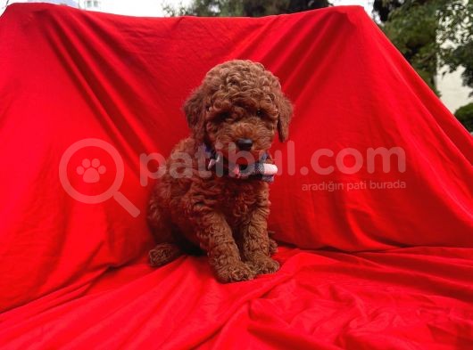 Red Brown Toy Poodle Yavrular görsel