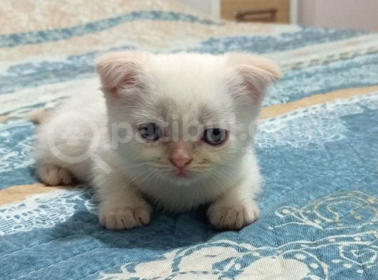 Scotish Fold Red Point görsel