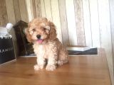 En Özel Red Toy Poodle Yavrularımız