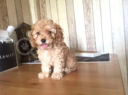 En Özel Red Toy Poodle Yavrularımız