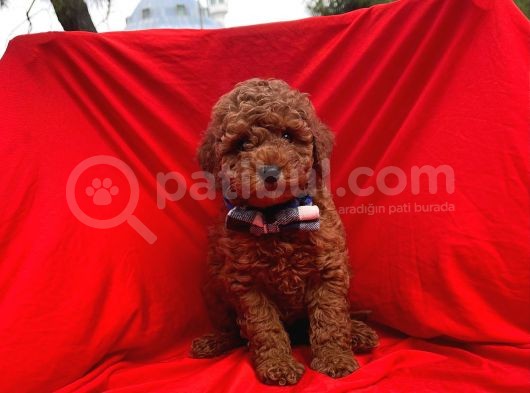 Red Brown Toy Poodle