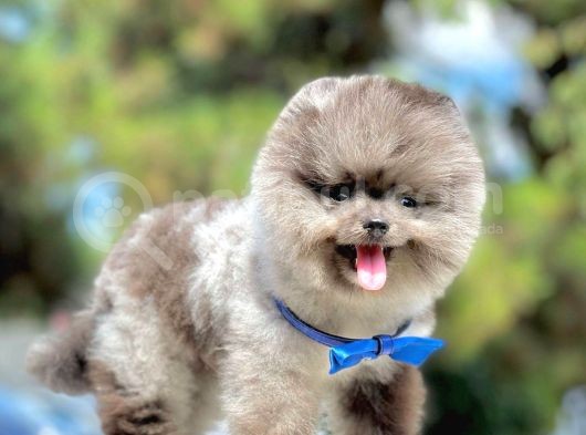 Safkan Pomeranian Boo Yavrularımız görsel