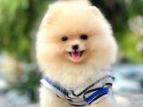 Safkan Pomeranian Boo Yavrularımız