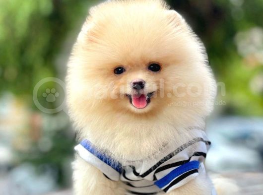 Safkan Pomeranian Boo Yavrularımız