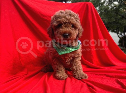 Safkan Toy Poodle Yavrularımız görsel