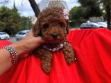 Safkan Toy Poodle Yavrularımız