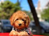 Safkan Toy Poodle Yavrularımız