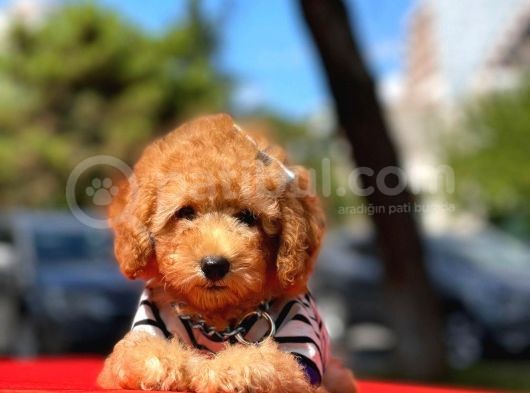 Safkan Toy Poodle Yavrularımız görsel