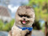 Safkan Pomeranian Boo Yavrularımız