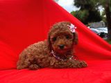 Safkan Toy Poodle Yavrularımız